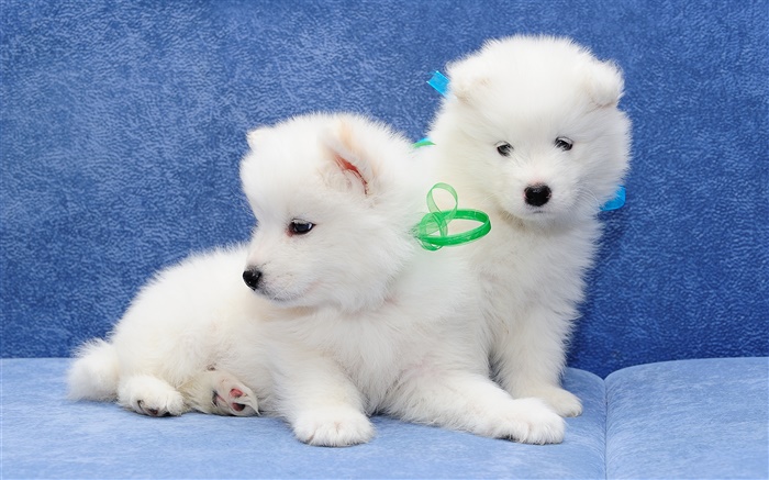 Samoyed, cães, filhotes de cachorro branco Papéis de Parede, imagem