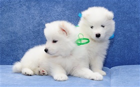 Samoyed, cães, filhotes de cachorro branco HD Papéis de Parede