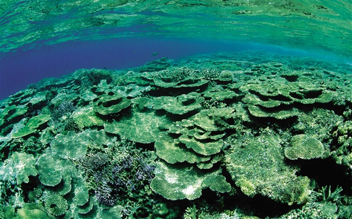 Área de mar raso, criaturas subaquáticas close-up Papéis de Parede, imagem