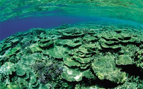 Área de mar raso, criaturas subaquáticas close-up