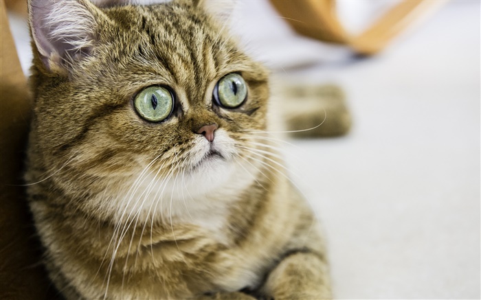 Shorthair gato, gatinho bonito, olhos, rosto Papéis de Parede, imagem