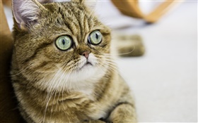 Shorthair gato, gatinho bonito, olhos, rosto HD Papéis de Parede