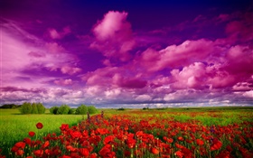 Céu, nuvens, campo, flores, papoilas vermelhas