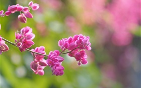 Galhos, flores cor de rosa, flor, borrão HD Papéis de Parede