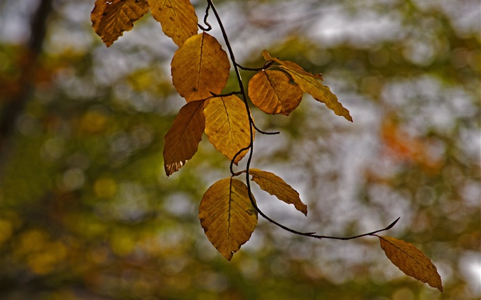 Galhos, folhas amarelas, outono, bokeh Papéis de Parede, imagem