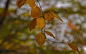 Galhos, folhas amarelas, outono, bokeh