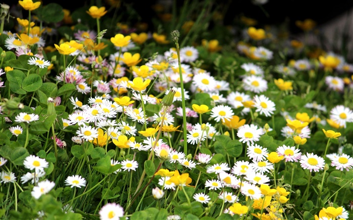 Crisântemos brancos, flores amarelas Papéis de Parede, imagem