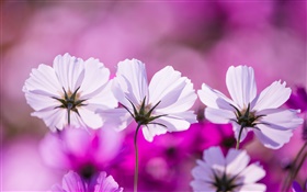 Flores Kosmeya branco, pétalas, fundo roxo