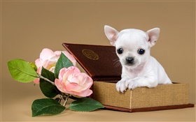 Filhote de cachorro branco, flores, caixa