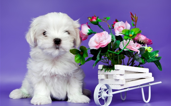 Filhote de cachorro branco, rosa flores Papéis de Parede, imagem