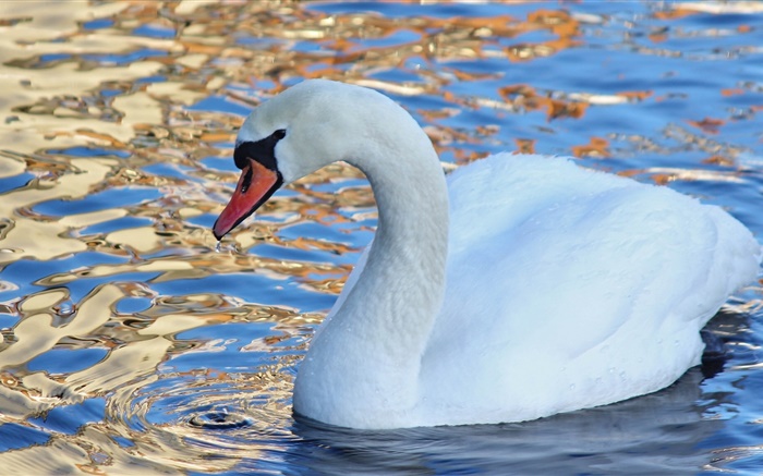 Cisne branco, pássaro de água, lago Papéis de Parede, imagem
