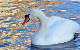 Cisne branco, pássaro de água, lago HD Papéis de Parede