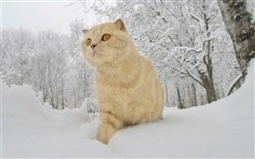 Inverno, neve, gato HD Papéis de Parede