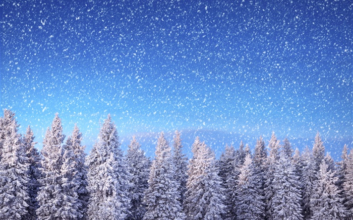 Inverno, abetos, céu azul, flocos de neve, neve Papéis de Parede, imagem