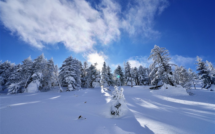Inverno, neve espessa, árvores, abeto vermelho, inclinação, nuvens Papéis de Parede, imagem