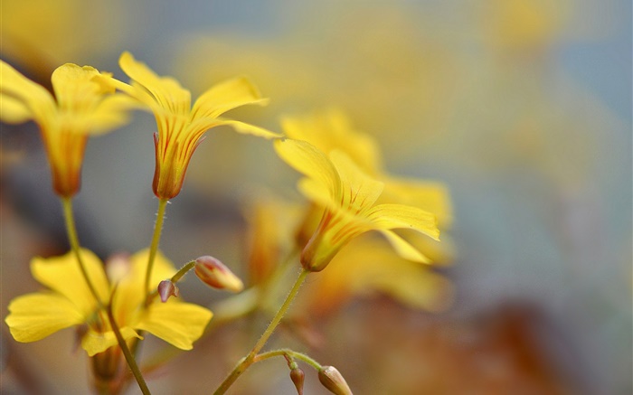 Flores amarelas, botões, bokeh Papéis de Parede, imagem
