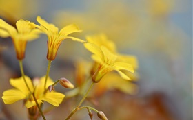 Flores amarelas, botões, bokeh