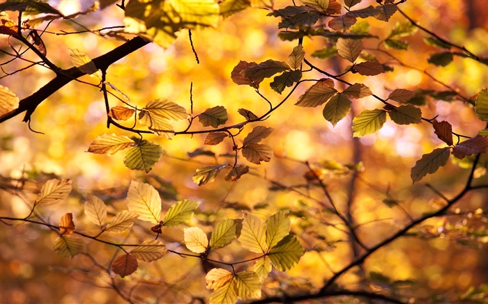 Folhas amarelas, galhos, outono Papéis de Parede, imagem