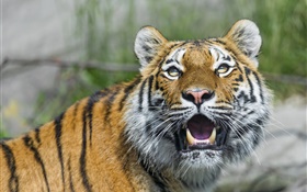 tigre de Amur, gato grande, olhos, dentes HD Papéis de Parede