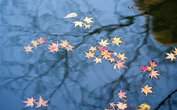 Outono, reflexão da água, folhas de plátano amarelas Papéis de Parede, imagem