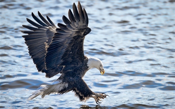 águia americana, asas, voo, pesca, água Papéis de Parede, imagem