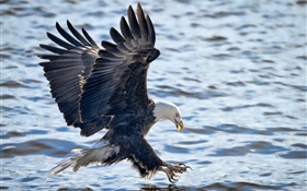 águia americana, asas, voo, pesca, água