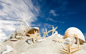 Praia, conchas, estrelas do mar, céu azul