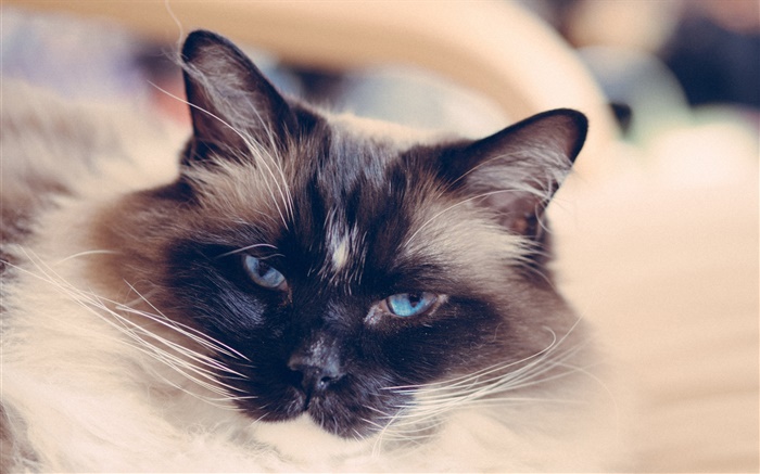 olhos azuis cara do gato, bigode Papéis de Parede, imagem