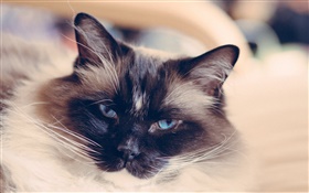 olhos azuis cara do gato, bigode