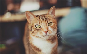 gato cor marrom, olhos amarelos HD Papéis de Parede
