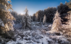 Bulgária, floresta, árvores, neve, sol, inverno