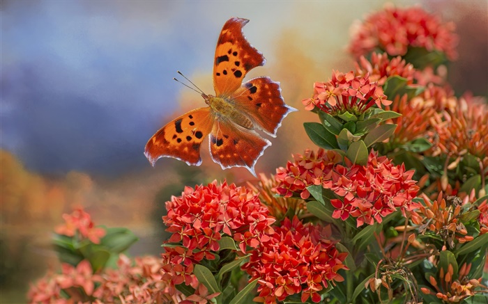 flores borboleta e vermelhas Papéis de Parede, imagem