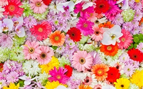 Crisântemos, orquídeas, gerbera, flores coloridas HD Papéis de Parede