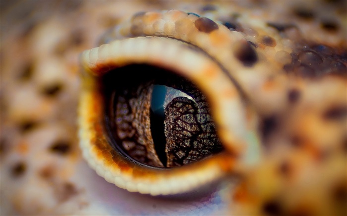 olhos de crocodilo close-up, pálpebra Papéis de Parede, imagem