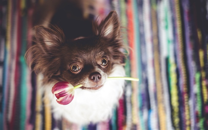 Cão bonito morder uma flor tulipa Papéis de Parede, imagem