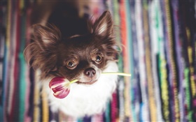 Cão bonito morder uma flor tulipa