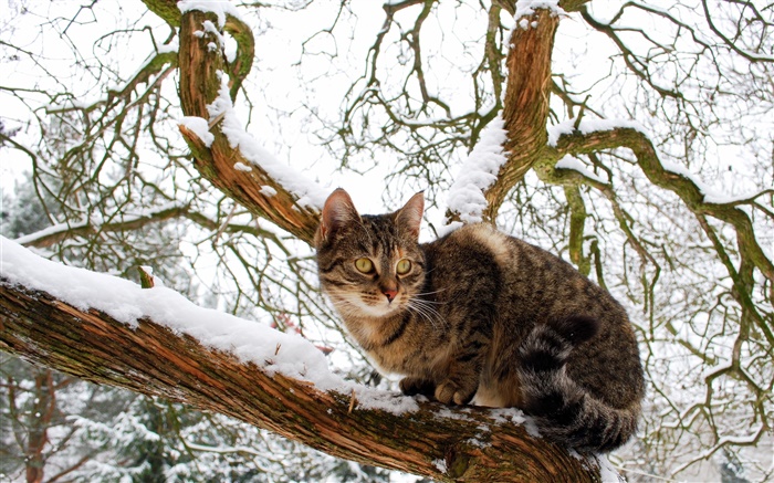 gato doméstico, árvore, neve, inverno Papéis de Parede, imagem