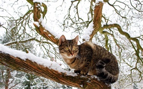 gato doméstico, árvore, neve, inverno HD Papéis de Parede