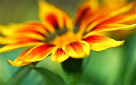 Flor macro fotografia, pétalas amarelas, fundo do borrão HD Papéis de Parede