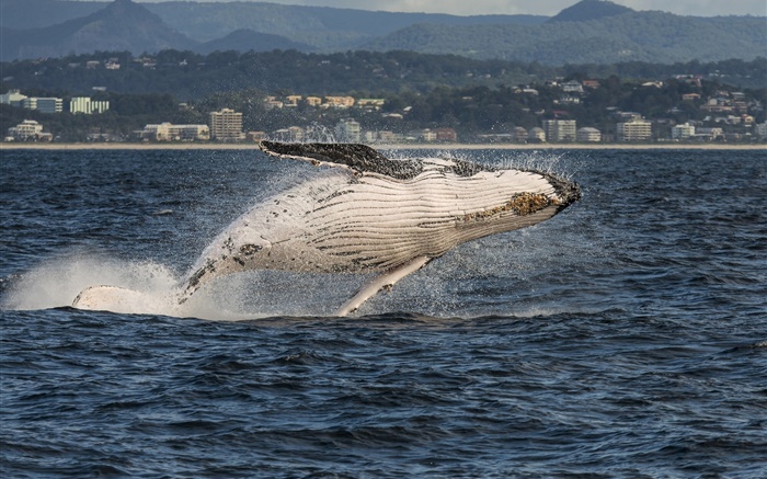 Gold Coast, Queensland, Austrália, Mar de Coral, baleia jubarte salto Papéis de Parede, imagem