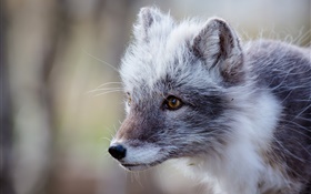 Cinzento raposa do ártico, retrato HD Papéis de Parede