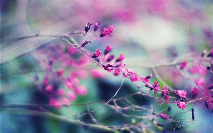 flores roxas com névoa Papéis de Parede, imagem