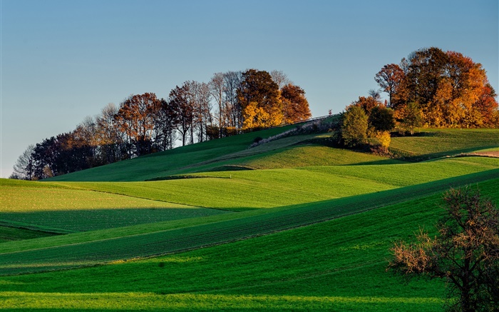 Hills, inclinação, grama, campo, árvores, sombra Papéis de Parede, imagem