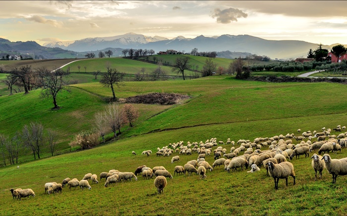 Itália, Campania, colinas, grama, árvores, carneiros, rebanho Papéis de Parede, imagem