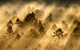 Manhã, floresta, árvores, névoa, luz, raios de sol