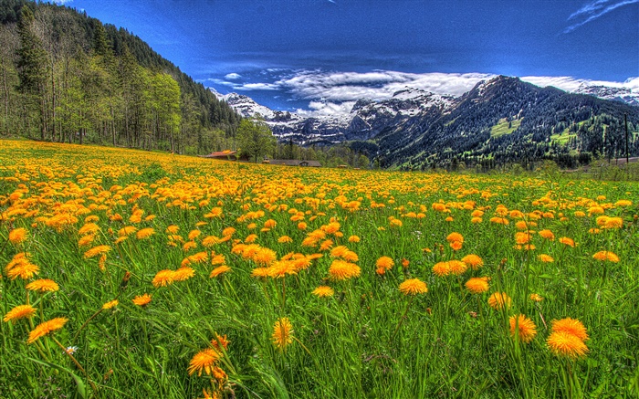Montanhas, wildflowers, inclinação, árvores, nuvens Papéis de Parede, imagem