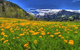 Montanhas, wildflowers, inclinação, árvores, nuvens HD Papéis de Parede