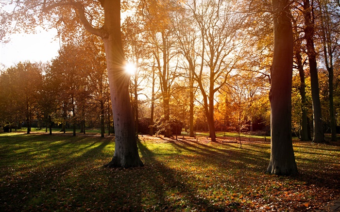 Park, árvores, sol, outono, sombra Papéis de Parede, imagem