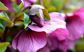 flores cor de rosa, broto, folhas, borrão HD Papéis de Parede