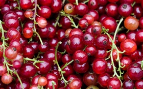 frutas vermelhas, frutas ácidas HD Papéis de Parede
